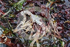 Unhatched, unviable or dead Pacific herring eggs remain stuck to seaweed on a rocky beach approximatley two weeks after