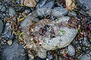 Unhatched, unviable or dead Pacific herring eggs remain stuck to seaweed on a rocky beach approximatley two weeks after