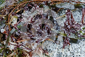 Unhatched, unviable or dead Pacific herring eggs remain stuck to seaweed on a rocky beach approximatley two weeks after photo