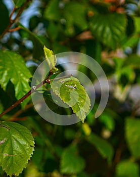 Unhealthy malnourished leaves