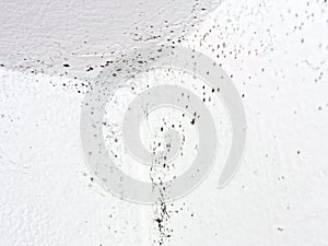 Unhealthy mould, mold in house, condensation. Detail.
