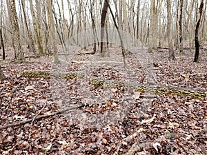 Unheard Tree falls in the woods photo