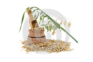 Unhulled oat grain seeds over white background