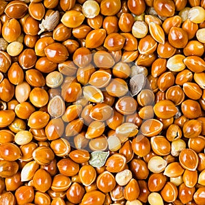Unhulled proso millet grains close up photo