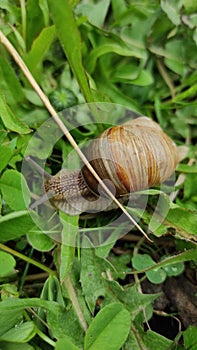 Unhurried snail went for a walk photo