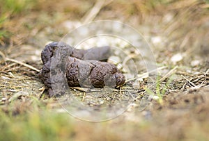 Unhygienic dog poop