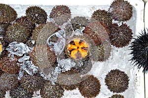 Uni roe or sea urchin at Hakodate Morning Market