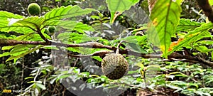 The  unic jungle fruit of west borneo