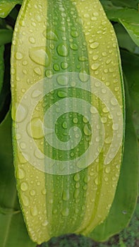 An unic Morning Water droplets on the green leaf
