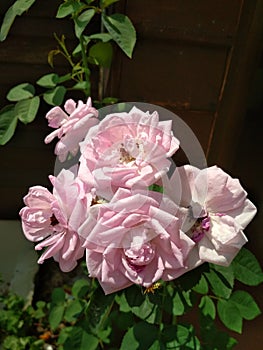 Unic Pink Rose beautiful flower