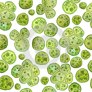 Unicellular green algae chlorella spirulina with large cells single-cells with lipid droplets. Watercolor seamless