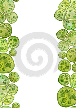 Unicellular green algae chlorella spirulina with large cells single-cells with lipid droplets. Watercolor seamless