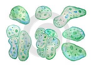 Unicellular green blue algae chlorella spirulina with large cells single-cells with lipid droplets. Watercolor photo