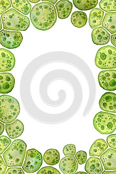 Unicellular green blue algae chlorella spirulina with large cells single-cells with lipid droplets. Watercolor page photo