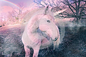 Unicorn photo