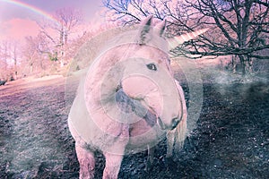 Unicornio 