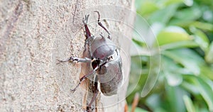 A unicorn beetle on tree