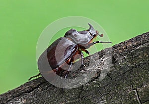 Unicorn beetle