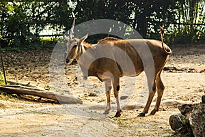 Unicorn Common Eland