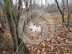 unicorn decoration on branch in the woods or forest