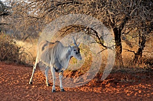 Unicorn Eland