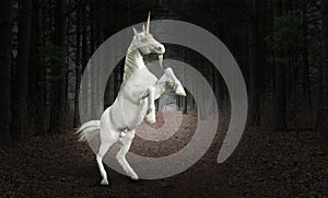 Unicorn Horse, Nature, Wildlife, Forest