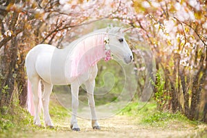 Unicorn. photo of a snow-white unicorn with a pink and white mane and tail in a spring flowering garden