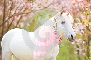 Unicorn. photo of a snow-white unicorn with a pink and white mane and tail in a spring flowering garden