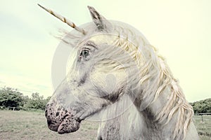 Unicorn