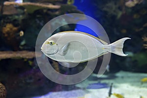 Unicorn Surgeonfish at the Aquarium