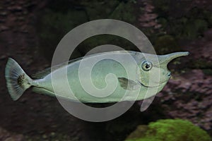 The Unicornfish Naso brevirostris.