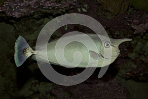 The Unicornfish Naso brevirostris.