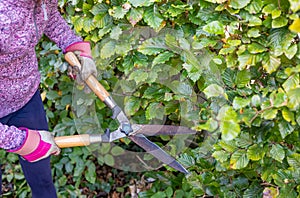 Unidentifiable gardener clipping a beech hedge with manual garden shears