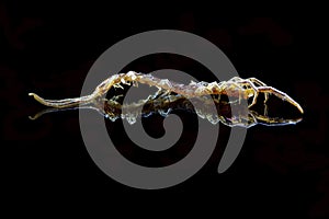 Unidentifiable insect on a black background