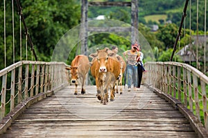 Unidentified Asian child labor tend cow on rice plantation, ox, children work