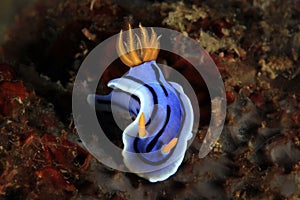 Unidentified Chromodoris Nudibranch