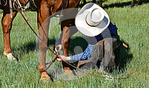 Cowboy hobbles horse during a roundup and branding photo