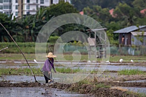 Unidentified farmer walking on paddy filed