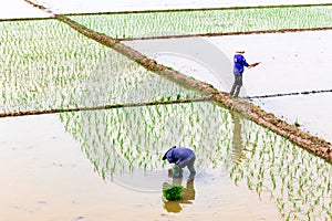 Unidentified farmers planting rice on the field in Namdinh