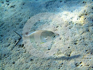 Unidentified fish over a dead coral reef 0491