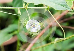 Unidentified flower from a garden in Ado Ekiti Nigeria