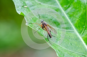 Unidentified fly sitting on leaf in field