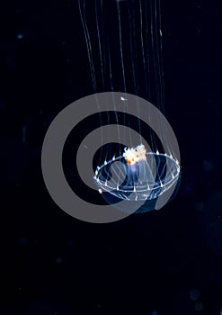 Unidentified jellyfish species at night in the ocean.