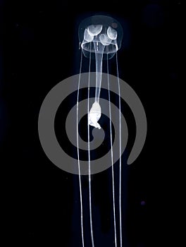 Unidentified jellyfish species at night in the ocean.