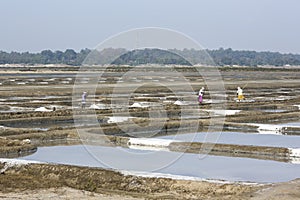 Unidentified man workers picking up, collecting the salt, in big salt fields, manual labour, organic agriculture, very hard job