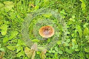 Unidentified mushroom in the vivid green grass