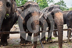 Unidentified name Tourists feeding Elephants in Khao Kheow Open Zoo at Chon Burii, Thailand