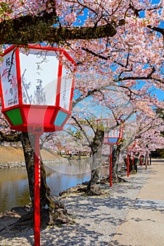 Unidentified people in Hikone Castle Cherry Blossom Festival