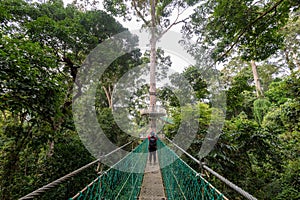 Unidentified people at Suspension bridge at treetop canopy walkway in Danum Valley primary jungle