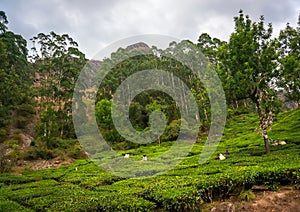 Unidentified people working in a tea plantation, Munnar is best known as India`s tea capital.